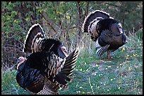 Wild Turkeys. Zion National Park, Utah, USA. (color)