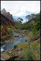 Virgin River in Zion Canyon, afternoon. Zion National Park, Utah, USA.