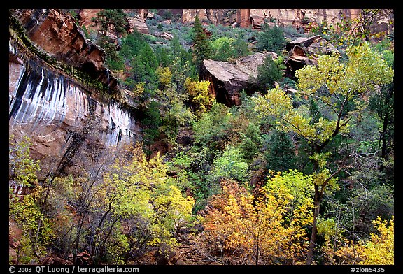 Sandstone cliff, waterfall, and trees in autum colors l. Zion National Park (color)