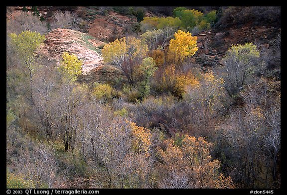 Trees in fall foliage in creek, Finger canyons of the Kolob. Zion National Park (color)