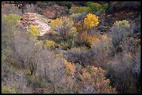 Trees in fall foliage in creek, Finger canyons of the Kolob. Zion National Park ( color)