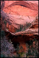 Double Arch Alcove, Middle Fork of Taylor Creek. Zion National Park, Utah, USA. (color)