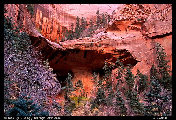 [open edition] Double Arch Alcove, Middle Fork of Taylor Creek. Zion National Park