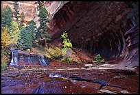 Cascade and alcove, Left Fork of the North Creek. Zion National Park, Utah, USA. (color)