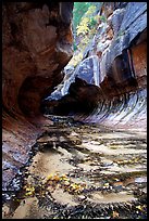 Entrance of the Subway, Left Fork of the North Creek. Zion National Park, Utah, USA. (color)