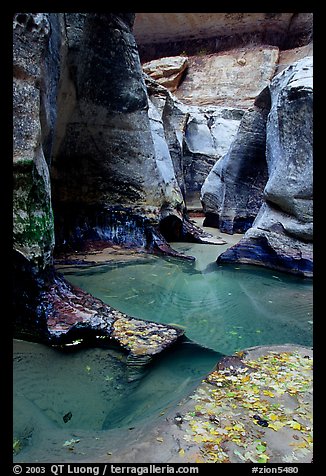 Pools and sculptured sandstone walls, the Subway, Left Fork of the North Creek. Zion National Park, Utah, USA.