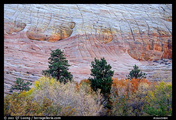 Trees and Checkerboard patterns, Mesa area. Zion National Park (color)
