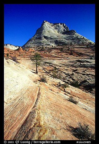 Sandstone swirls, Zion Plateau. Zion National Park (color)