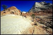 Sandstone circular striations, Zion Plateau. Zion National Park, Utah, USA.