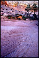 Sandstone striations, Zion Plateau. Zion National Park, Utah, USA.