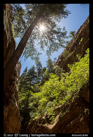 Sun through tree at the mouth of Hidden Canyon. Zion National Park, Utah, USA.