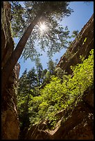 Sun through tree at the mouth of Hidden Canyon. Zion National Park ( color)