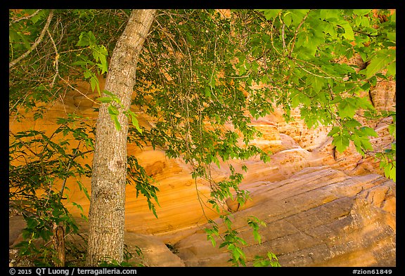 Tree and wall, Hidden Canyon. Zion National Park (color)