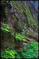Wall covered with ferns and flowers, Hidden Canyon. Zion National Park ( color)