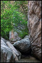 Boulders, trees, and cliffs, Hidden Canyon. Zion National Park ( color)