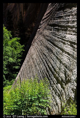 Striated wall, Mystery Canyon. Zion National Park (color)