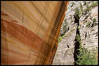 Sheer wall with desert varnish and wall with trees, Mystery Canyon. Zion National Park ( color)