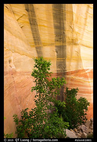 Trees and wall with desert varnish, Mystery Canyon. Zion National Park (color)