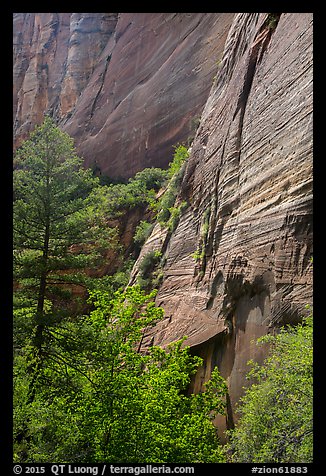 Verdant vegetation and canyon walls, Mystery Canyon. Zion National Park (color)