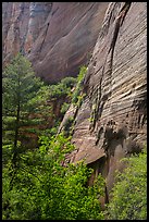 Verdant vegetation and canyon walls, Mystery Canyon. Zion National Park ( color)