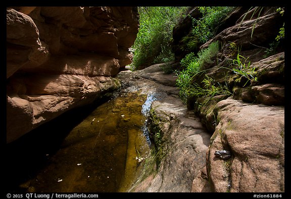 Frog and stream, Mystery Canyon. Zion National Park (color)