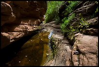 Frog and stream, Mystery Canyon. Zion National Park ( color)