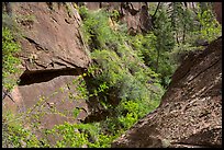 Verdant Mystery Canyon. Zion National Park ( color)