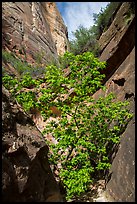 Young tree with green leaves in Mystery Canyon. Zion National Park ( color)
