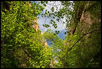 Looking up green foliage and cliffs, Mystery Canyon. Zion National Park ( color)