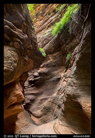 Slot canyon and vegetation, Mystery Canyon. Zion National Park (color)
