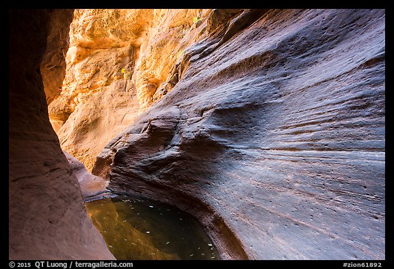 Water-sculpted canyon and pool, Mystery Canyon. Zion National Park, Utah, USA.