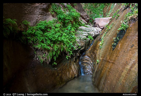 Ferns and stream, Mystery Canyon. Zion National Park (color)