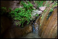 Ferns and stream, Mystery Canyon. Zion National Park ( color)