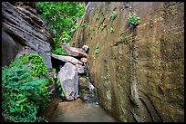 Canyon walls and stream, Mystery Canyon. Zion National Park ( color)