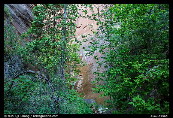 Verdant leaves and sandstone wall, Mystery Canyon. Zion National Park (color)