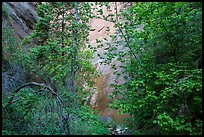 Verdant leaves and sandstone wall, Mystery Canyon. Zion National Park ( color)