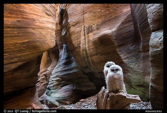 Two juvenile owls in sculpted chamber, Pine Creek Canyon. Zion National Park (color)