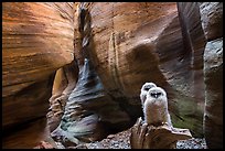 Two juvenile owls in sculpted chamber, Pine Creek Canyon. Zion National Park ( color)