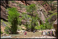 Crowds at the start of the Narrows hike. Zion National Park ( color)
