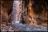 Visitor looking, the Narrows. Zion National Park ( color)