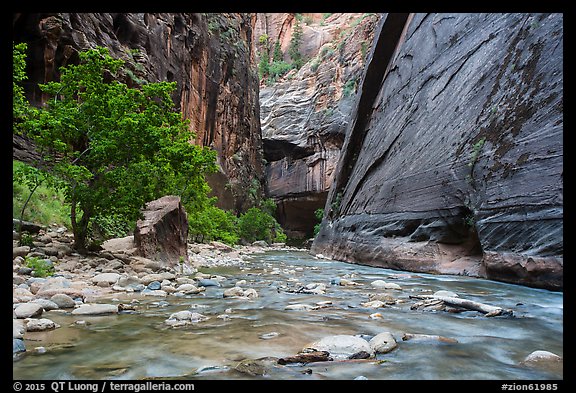 Wide section of Virgin River and forest in the Narrows. Zion National Park (color)