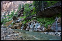 Cliffs with trees, the Narrows. Zion National Park ( color)