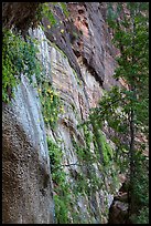 Canyon wall with wildflowers. Zion National Park ( color)