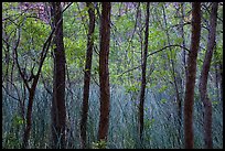 Trees and swamp. Zion National Park ( color)