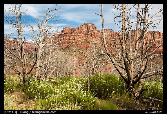 Wildflowers, burned trees, and cliffs, Grapevine. Zion National Park (color)