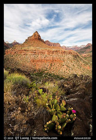 Cactus and North Fork. Zion National Park (color)