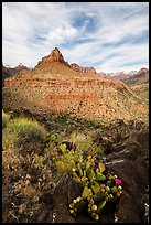 Cactus and North Fork. Zion National Park ( color)