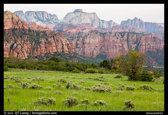 Tall grasses and rock towers, Kolob Terraces. Zion National Park (color)