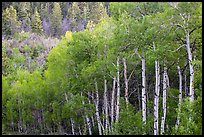 Aspen in early summer, Kolob Terraces. Zion National Park ( color)