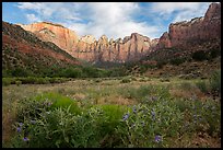 Summer wildflowers and Towers of the Virgin. Zion National Park ( color)